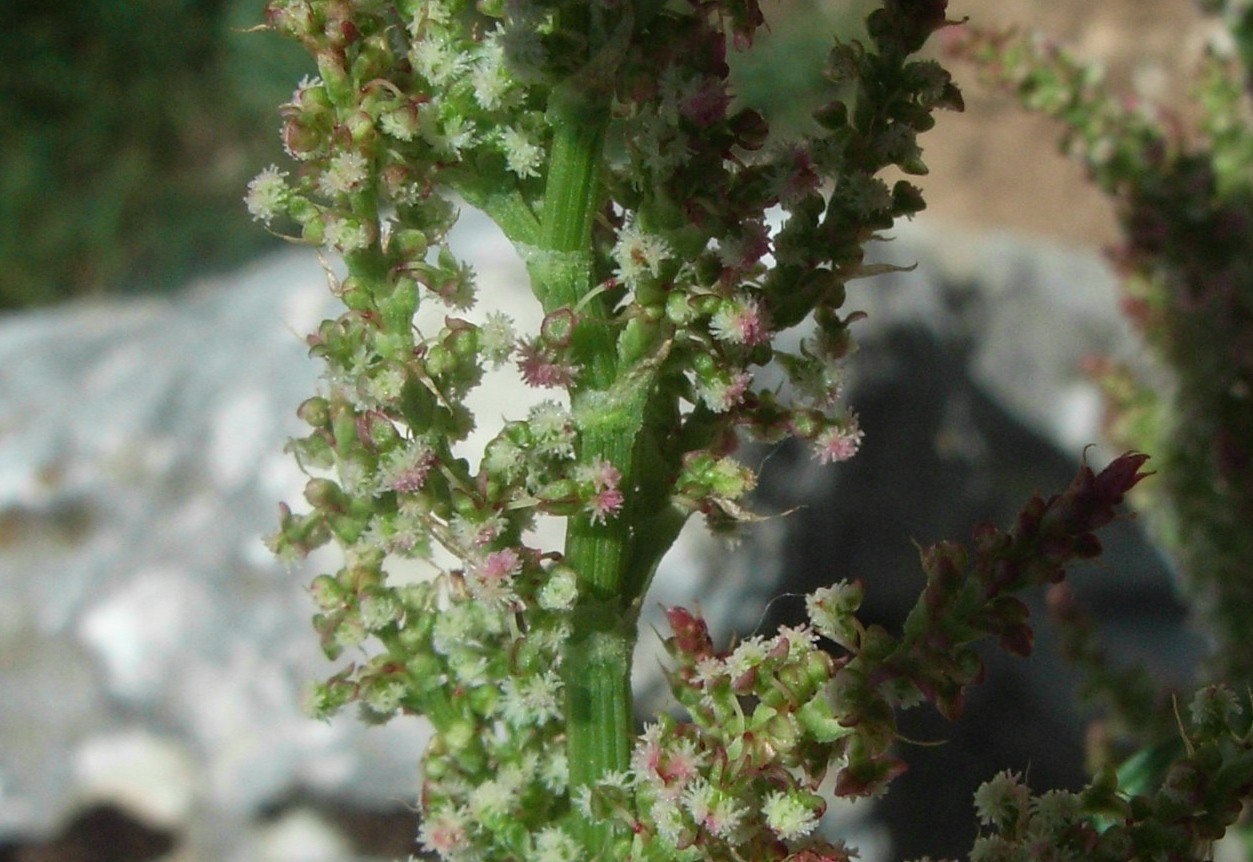 Rumex acetosa / Acetosa